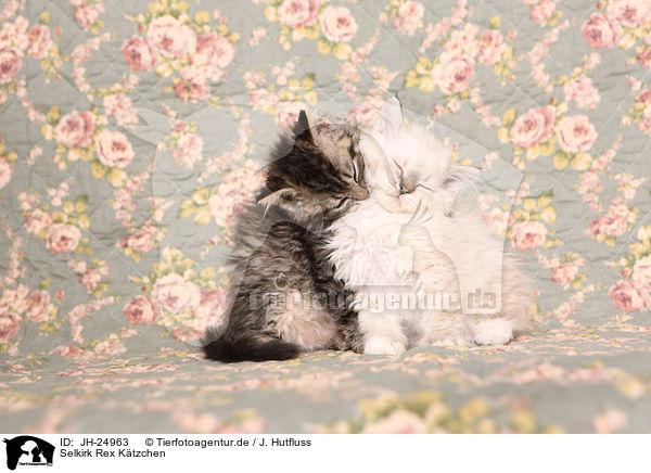 Selkirk Rex Ktzchen / Selkirk Rex Kitten / JH-24963