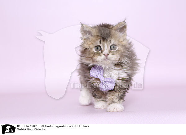 Selkirk Rex Ktzchen / JH-27587