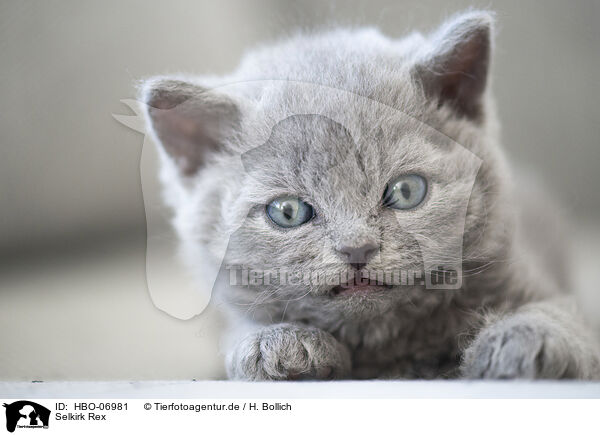 Selkirk Rex / Selkirk Rex / HBO-06981