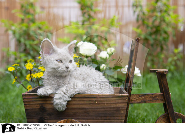 Selkirk Rex Ktzchen / Selkirk Rex kitten / HBO-07038