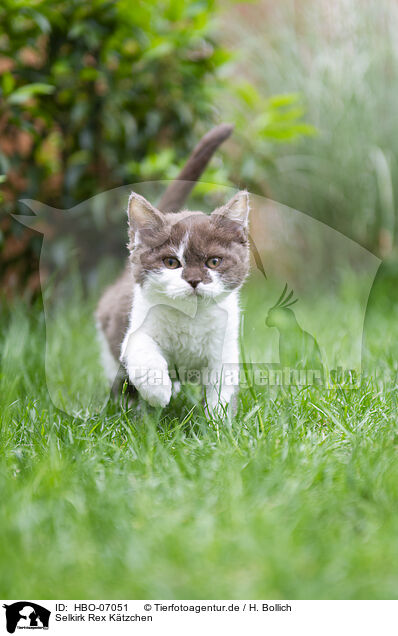 Selkirk Rex Ktzchen / HBO-07051