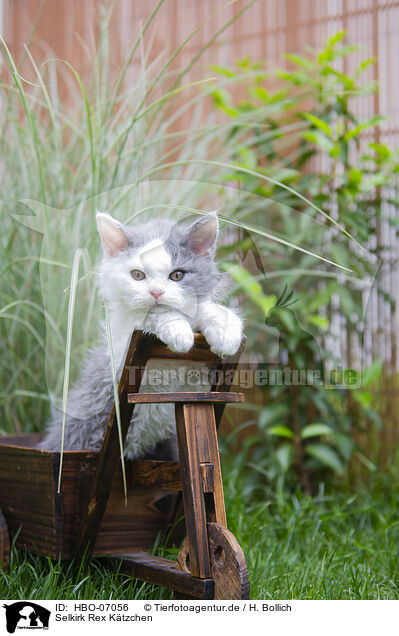 Selkirk Rex Ktzchen / Selkirk Rex kitten / HBO-07056