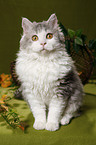 sitzende Selkirk Rex