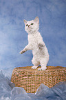 Kurzhaar Selkirk Rex Ktzchen