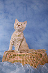 Selkirk Rex Ktzchen