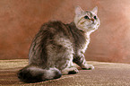 Selkirk Rex Kater