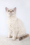 Selkirk Rex