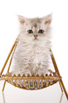 Selkirk Rex Ktzchen