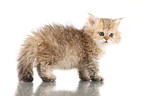 Selkirk Rex Ktzchen