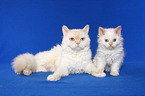 Selkirk Rex Ktzin mit Ktzchen