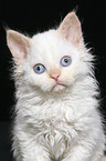 Selkirk Rex Ktzchen Portrait