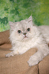 liegende Selkirk Rex