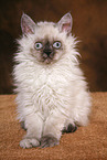 sitzendes Selkirk Rex Ktzchen