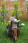 Selkirk Rex Ktzchen