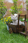 Selkirk Rex Ktzchen