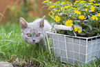 Selkirk Rex Ktzchen