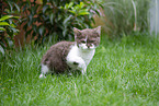 Selkirk Rex Ktzchen