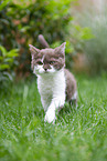 Selkirk Rex Ktzchen