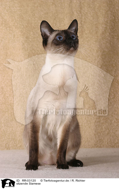 sitzende Siamese / sitting Siam / RR-03120