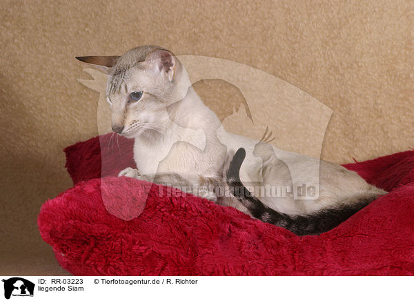 liegende Siam / lying Siamese / RR-03223