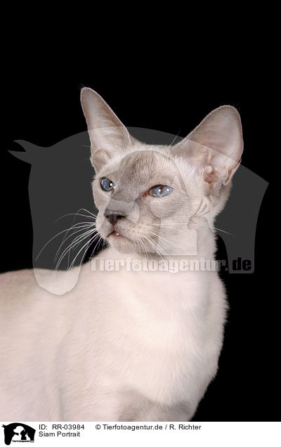 Siam Portrait / Siamese cat Portrait / RR-03984