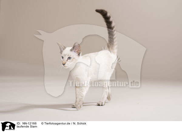 laufende Siam / walking Siamese Cat / NN-12166