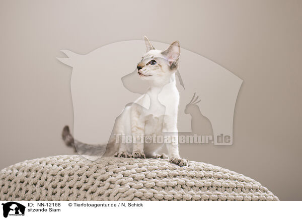 sitzende Siam / sitting Siamese Cat / NN-12168