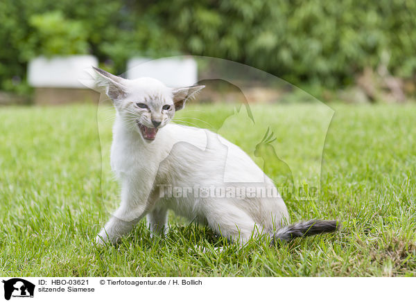 sitzende Siamese / HBO-03621