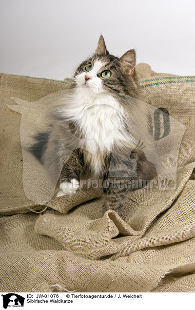 Sibirische Waldkatze / Siberian Forest Cat / JW-01076