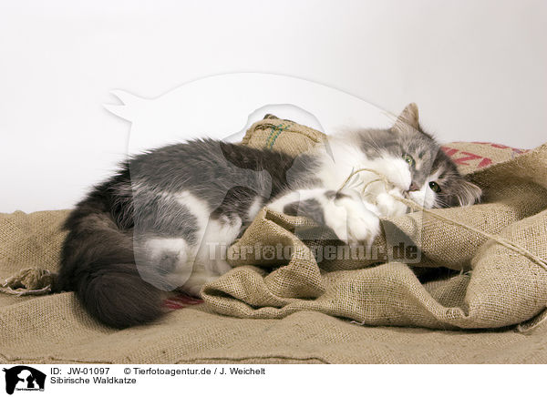 Sibirische Waldkatze / Siberian Forest Cat / JW-01097