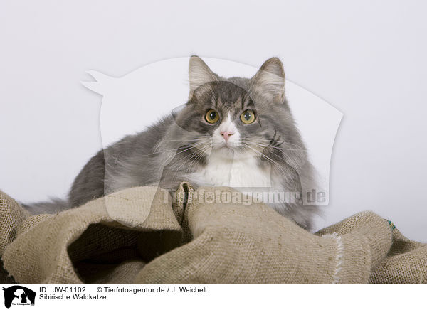 Sibirische Waldkatze / Siberian Forest Cat / JW-01102