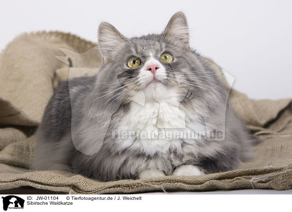 Sibirische Waldkatze / Siberian Forest Cat / JW-01104