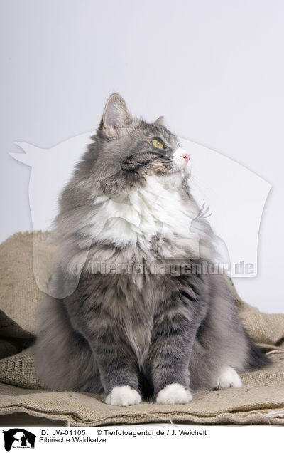 Sibirische Waldkatze / Siberian Forest Cat / JW-01105