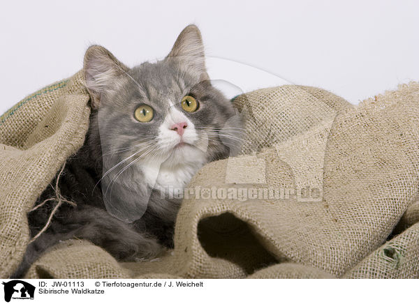 Sibirische Waldkatze / Siberian Forest Cat / JW-01113