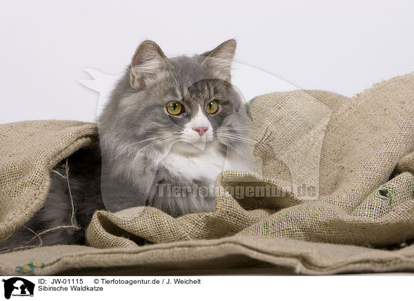 Sibirische Waldkatze / Siberian Forest Cat / JW-01115