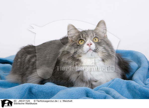 Sibirische Waldkatze / Siberian Forest Cat / JW-01120