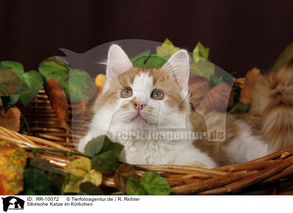 Sibirische Katze im Krbchen / Siberian Cat in Basket / RR-10072