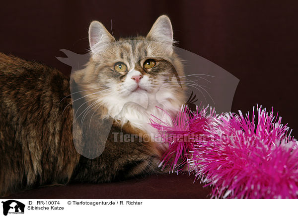 Sibirische Katze / Siberian Cat / RR-10074