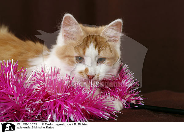 spielende Sibirische Katze / playing Siberian Cat / RR-10075