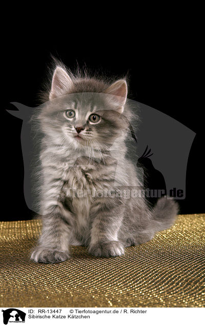 Sibirische Katze Ktzchen / Siberian Cat Kitten / RR-13447