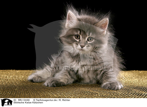 Sibirische Katze Ktzchen / Siberian Cat Kitten / RR-13448