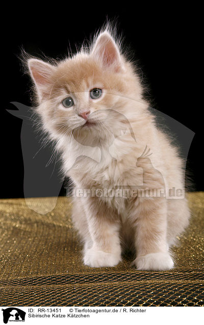 Sibirische Katze Ktzchen / Siberian Cat Kitten / RR-13451