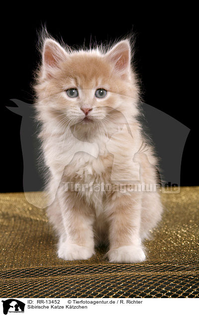 Sibirische Katze Ktzchen / Siberian Cat Kitten / RR-13452