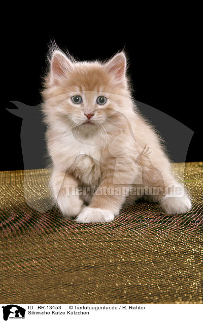 Sibirische Katze Ktzchen / Siberian Cat Kitten / RR-13453