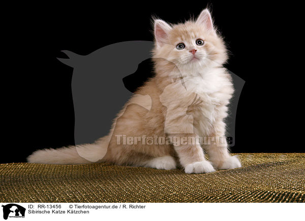 Sibirische Katze Ktzchen / Siberian Cat Kitten / RR-13456