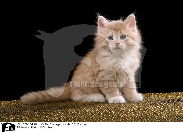 Sibirische Katze Ktzchen / Siberian Cat Kitten / RR-13458