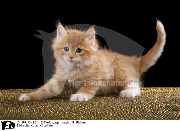 Sibirische Katze Ktzchen / Siberian Cat Kitten / RR-13486