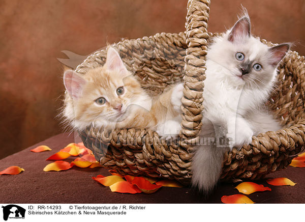 Sibirisches Ktzchen & Neva Masquerade / Siberian Kitten & Neva Masquerade Kitten / RR-14293