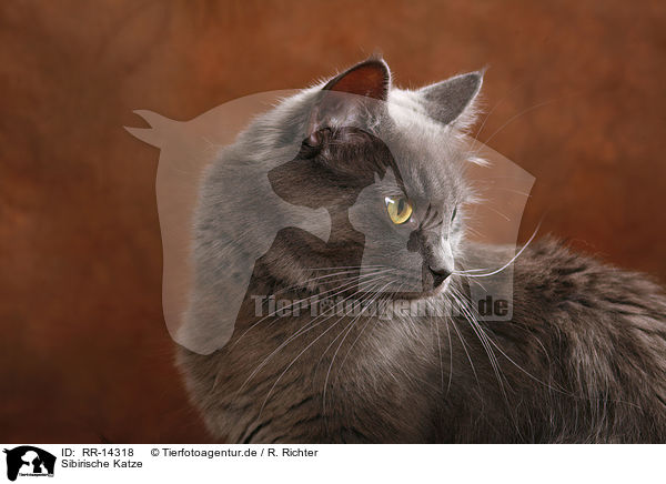 Sibirische Katze / Siberian Cat / RR-14318