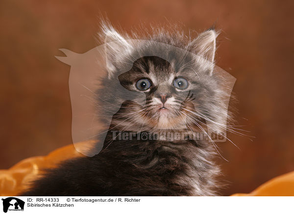 Sibirisches Ktzchen / Siberian Kitten / RR-14333